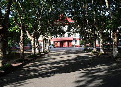 林荫大道.jpg 林荫大道.jpg