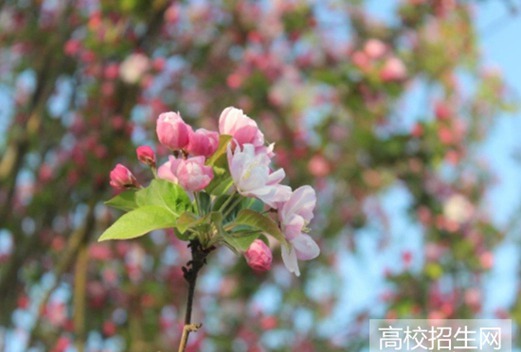 河南工学院图片