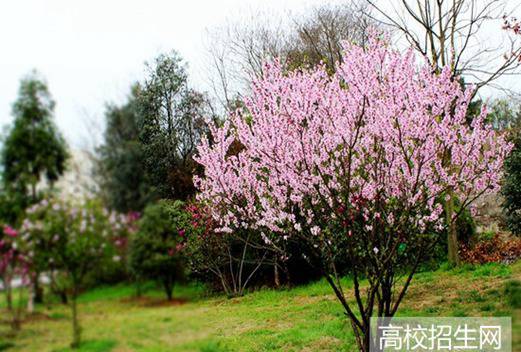 池州职业技术学院图片