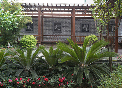 学校绿植 学校绿植