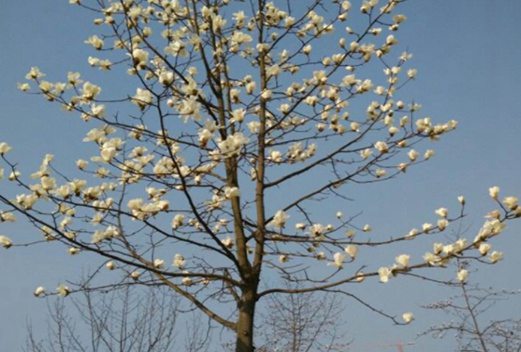 洛阳师范学院图片