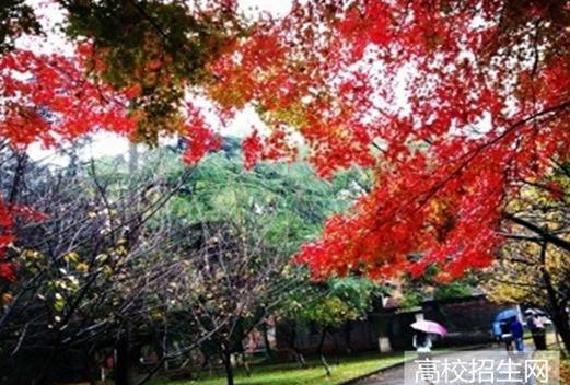 山东医学高等专科学校图片
