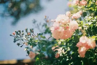 四川师范幼师学院2020年报名前提、招生工具