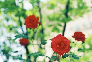 四川丹棱计算机职业学校办学特色如何?