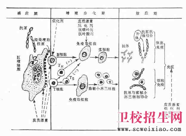 影响免疫功能的药物