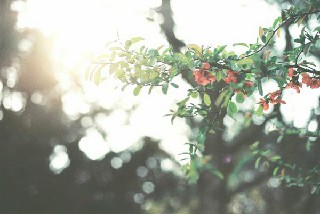 成都中专哪有厨师专业