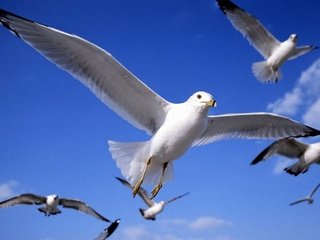 é¸å¿å¤©ç©ºæ¼«æ¸¸ç²¾ç¾å£çº¸
