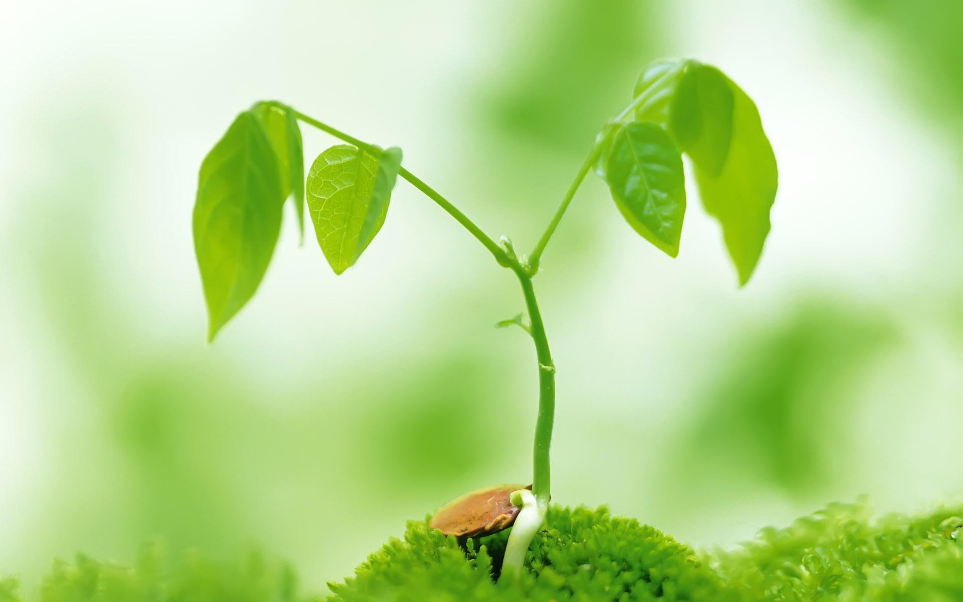 æ¶¦ç¼ç³»å æ°è½å«©å¶å®½å±å£çº¸å£çº¸,æ¶¦ç¼ç³»å æ°è½å«©å¶å®½å±å£çº¸å£çº¸å¾ç æ¤ç©å£çº¸ æ¤ç©å¾çç´ æ