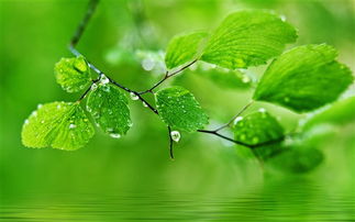 ç»¿è²çä¸»é¢èæ¯,æ°´æ»´å¨æ å¶ä¸çå£çº¸,é«æ¸å¾ç,å£çº¸,èªç¶é£æ¯ æ¡é¢åå¸