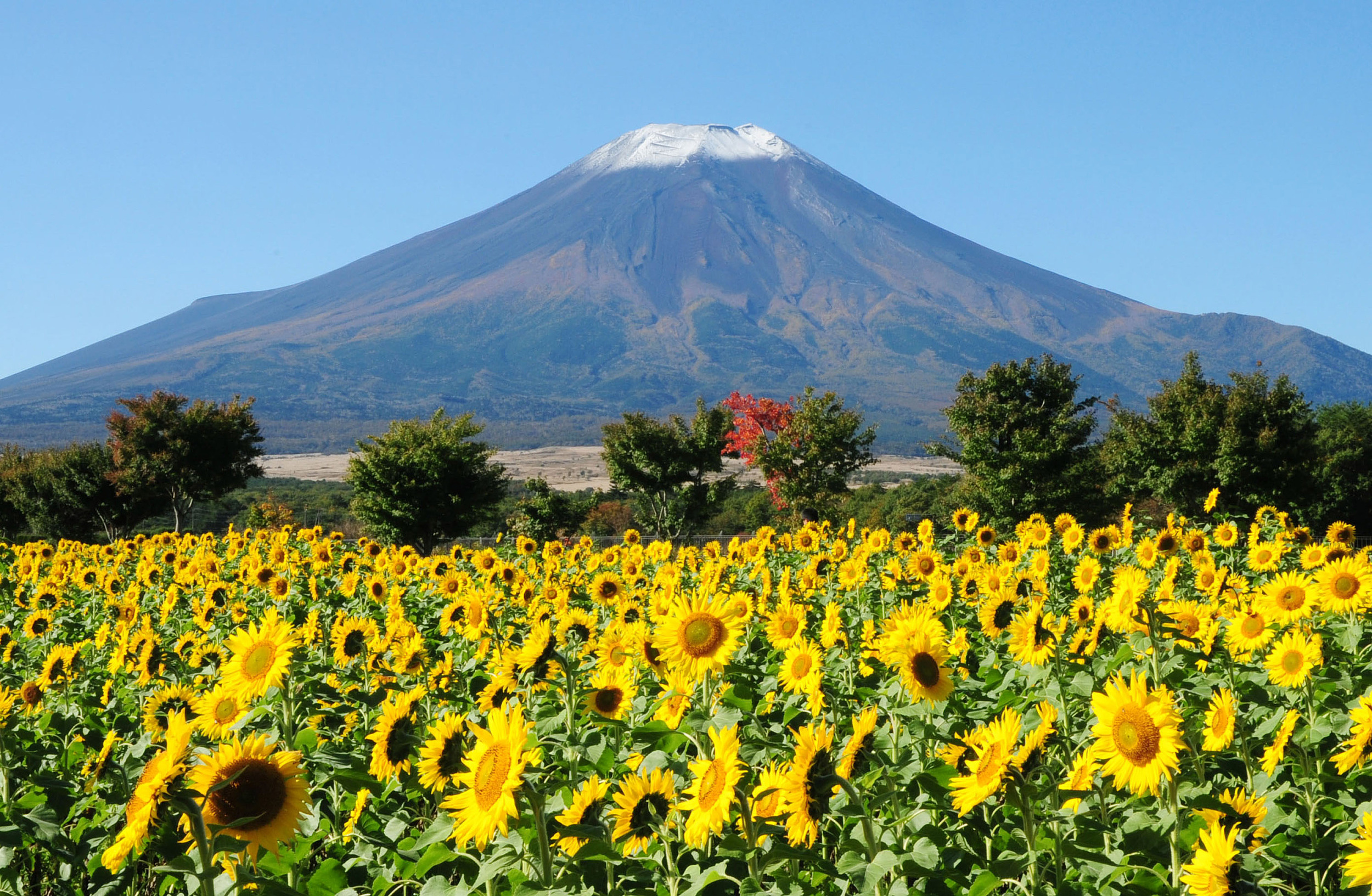 å¯å£«å±±å¾çå¤§å¨ å¯å£«å±±é£æ¯å¾ç æ¯ç¹ç§ç ææ¸¸æå½± 