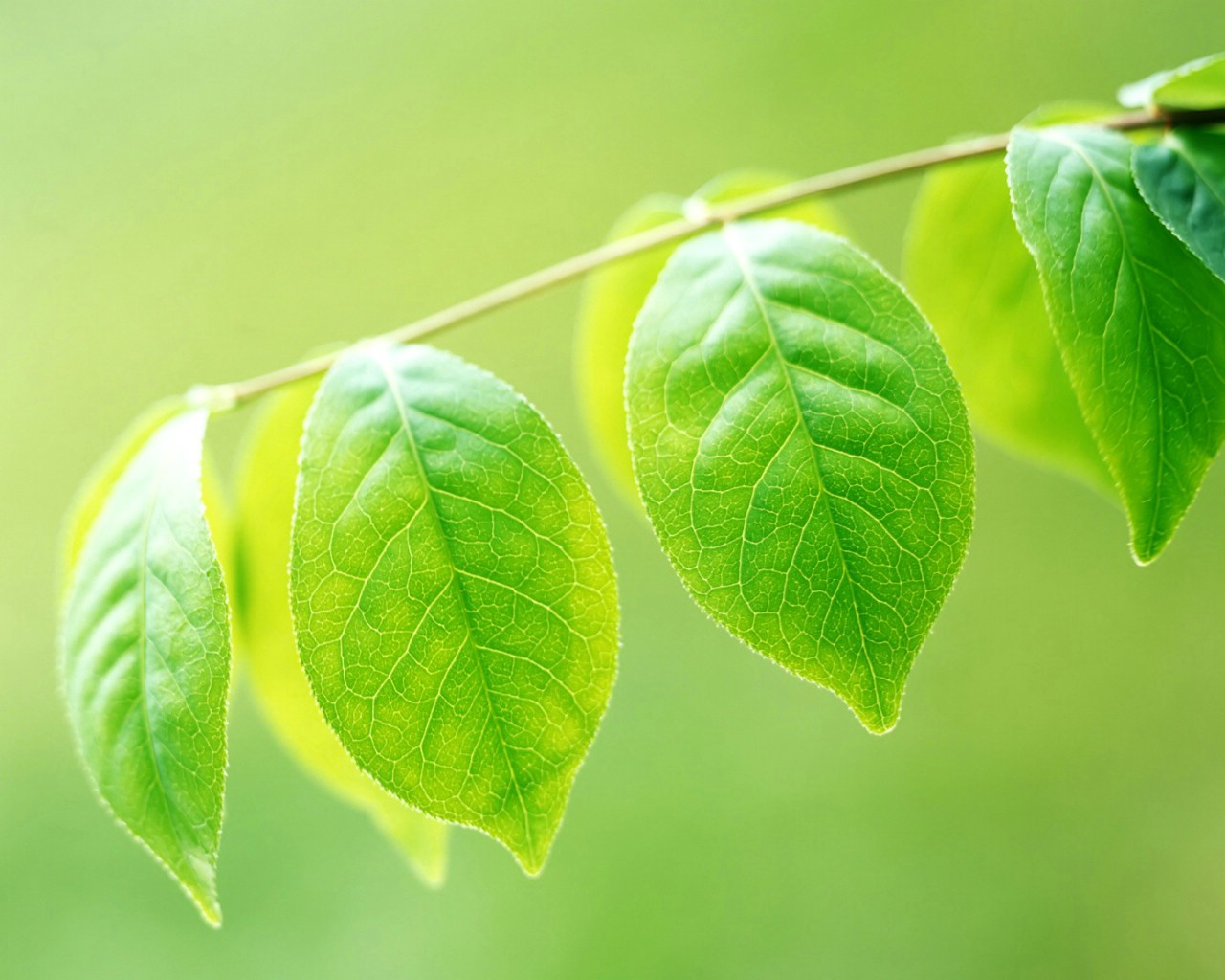 ç²¾ç¾vistaè±èå£çº¸ç¹è¾ 1,ç²¾ç¾vistaè±èå£çº¸ç¹è¾(1),æ¤ç©å£çº¸   ç²¾ç¾vistaè±èå£çº¸ç¹è¾ 1   