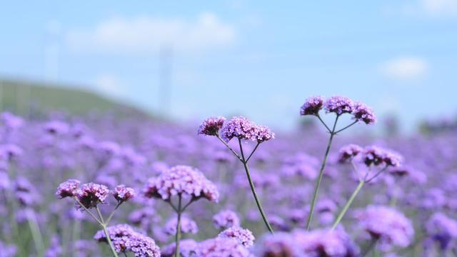 å¾®ä¿¡å¤´åè±æµå¾ççå®å¯ç¾2018 æç¾å¾®ä¿¡é£æ¯è±èå¾çå¤´å