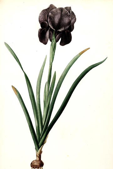 4 月 17 日王曼昱连扳三局 4-3 淘汰张本美和，晋级澳门世界杯 8 强，怎样评价双方的表现？