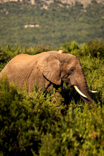 地瓜在你们那里方言叫什么？