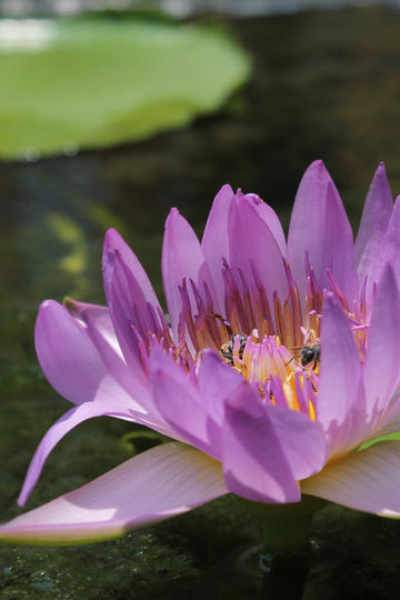 旭旭宝宝的粉丝被骗到国外失联，宝哥直言没办法，当初劝了很久都不听
